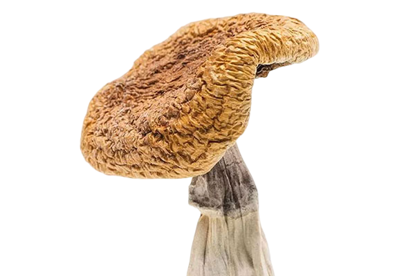 Magic Mushrooms