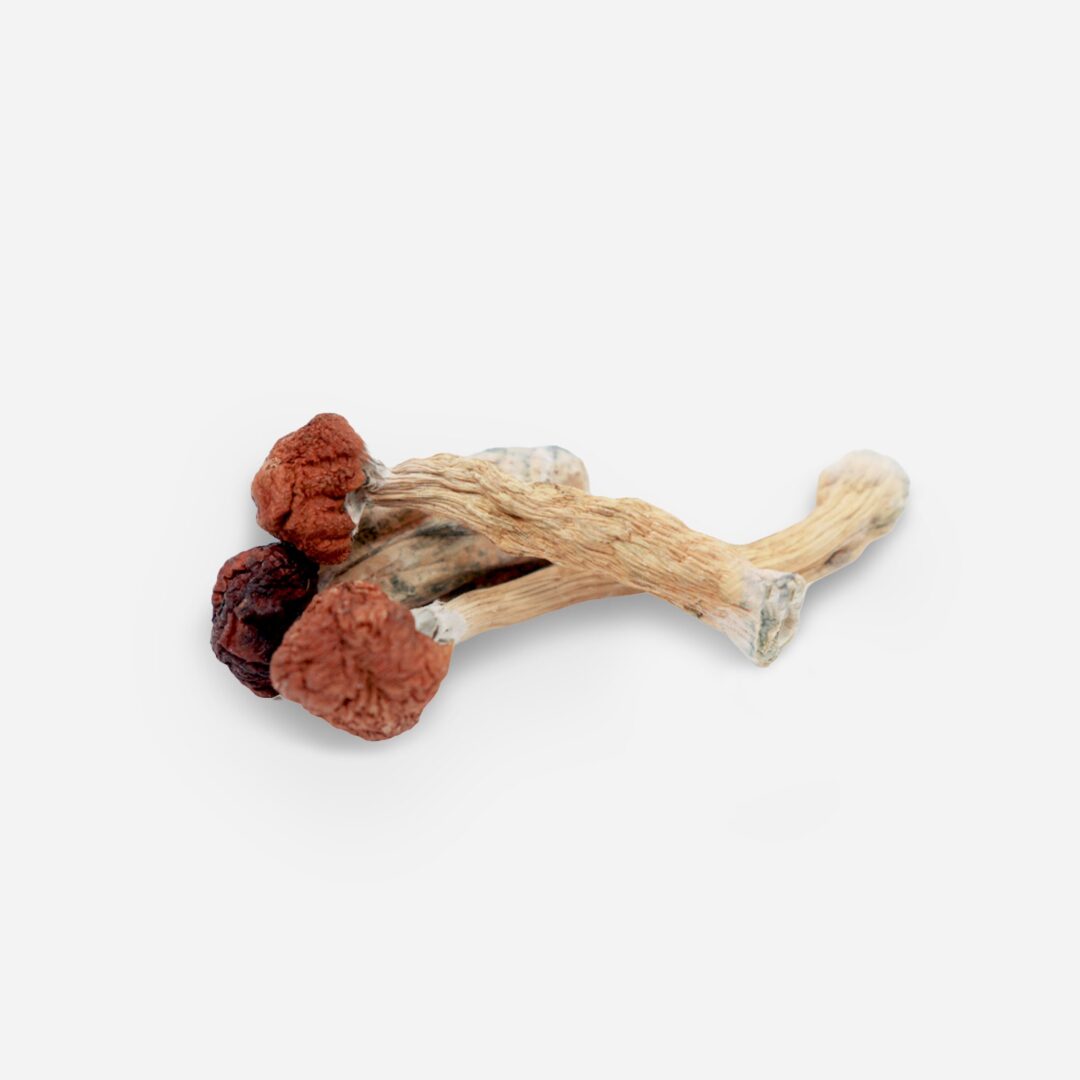 Florida White Magic Mushrooms