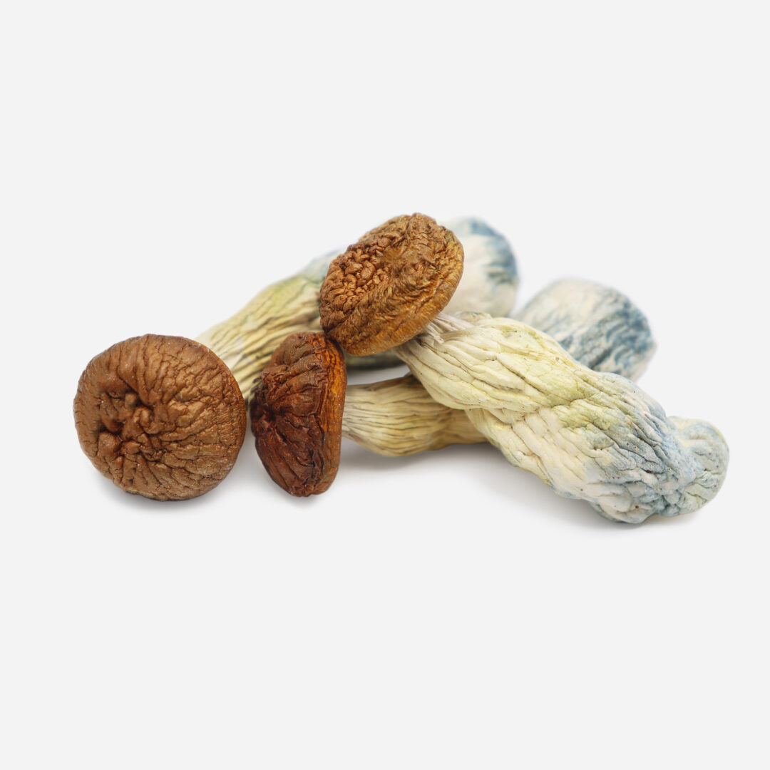 Penis Envy Magic Mushrooms