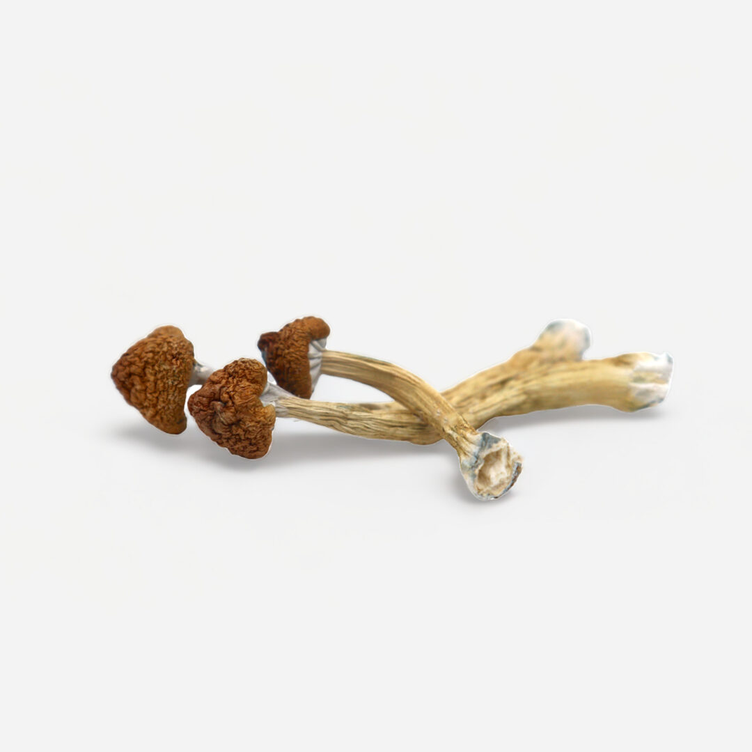 Big Mex Magic Mushrooms