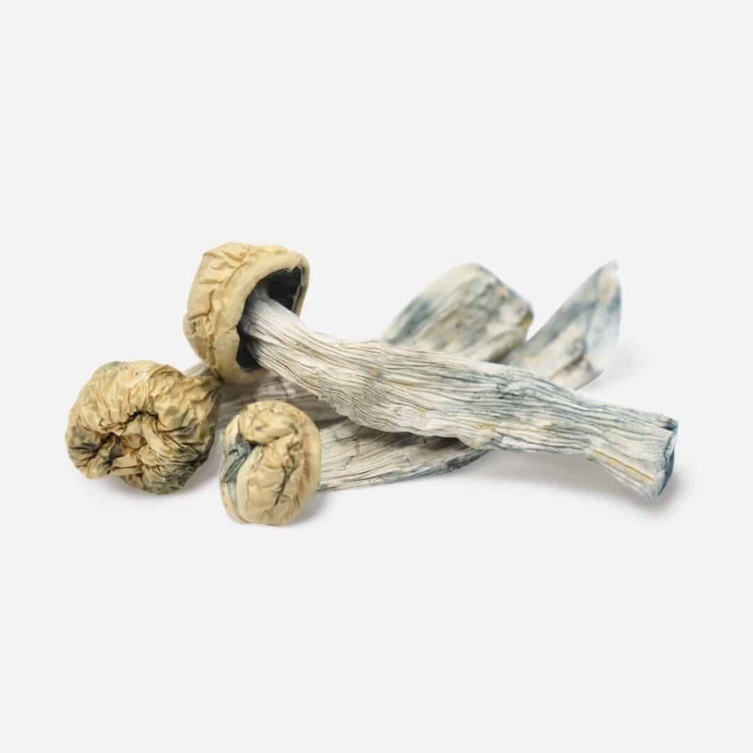 YETI Yeti Magic Mushrooms