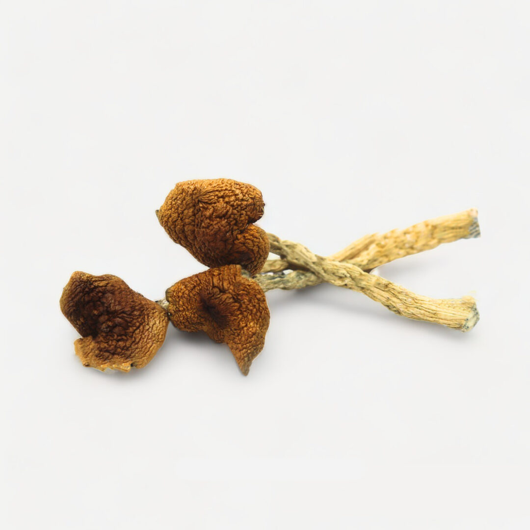 B+ Magic Mushrooms