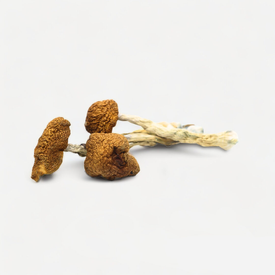 Daddy Long Legs Magic Mushrooms