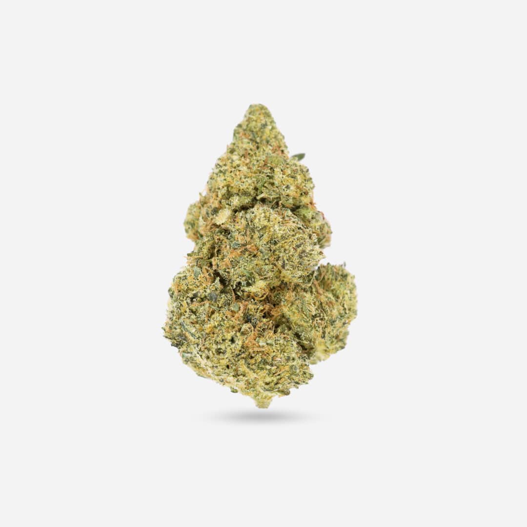 Mimosa - Sativa
