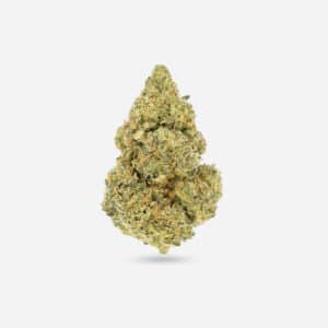 Mimosa - Sativa