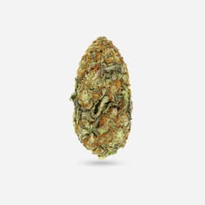 Blue Shark Auto - Indica