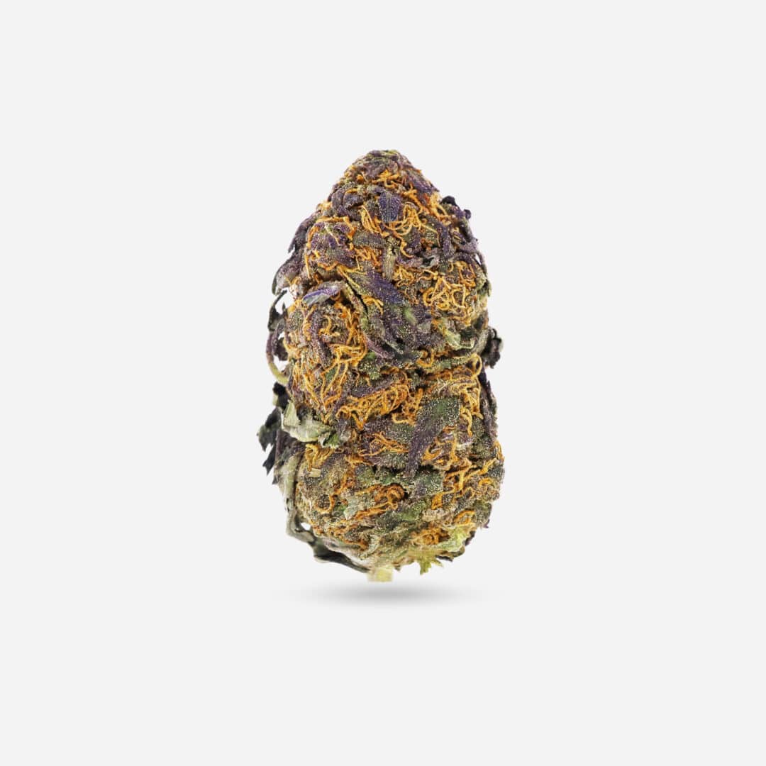 Congo Bongo - Sativa