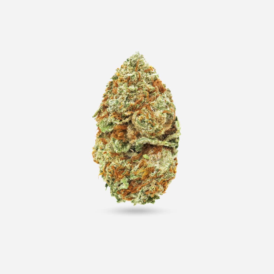 Congo Bongo - Sativa