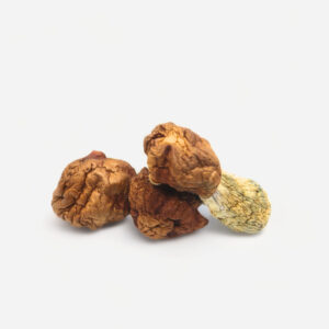 Penis Envy Dino Eggs Magic Mushrooms