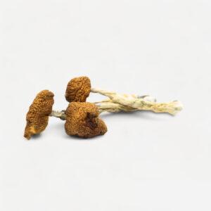 Daddy Long Legs Magic Mushrooms