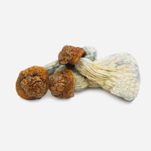 Gold Member Magic Mushrooms