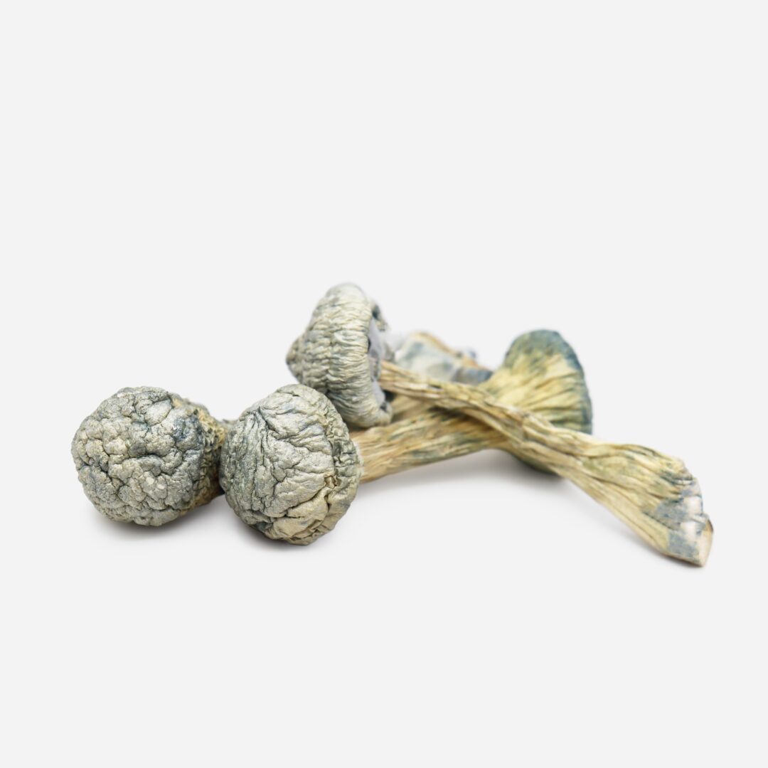 IMG_8805 ALBINO TREASURE COAST