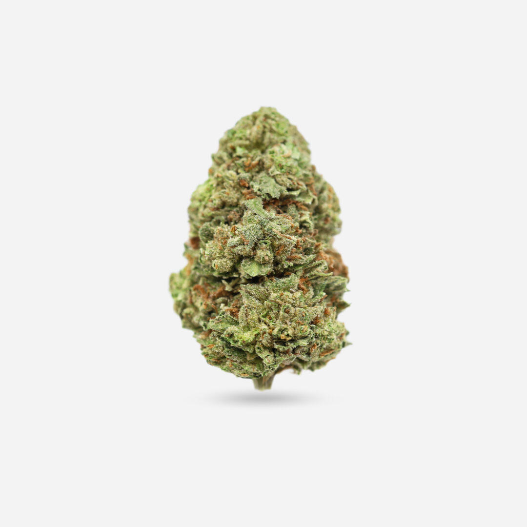 IMG_1120 #5 Jack Herer Jack Herer - Sativa