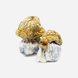Avalanche Magic Mushrooms