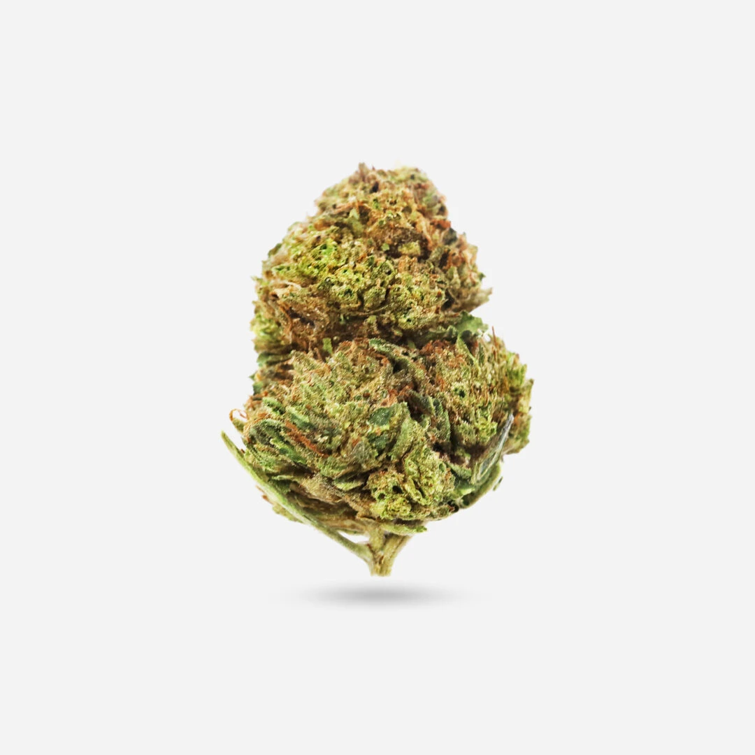 IMG_1884 stardawg Stardawg - Indica